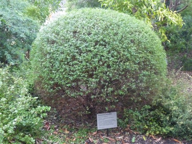 Round-leaved Mintbush used as infusion for relief of headache & colds